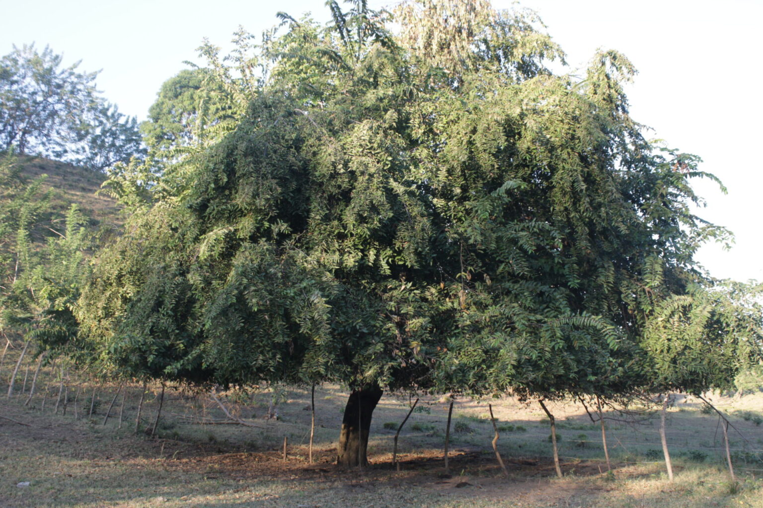 Guasimo Tree Guásimo – Catálogo de Biodiversidad de Cartagena