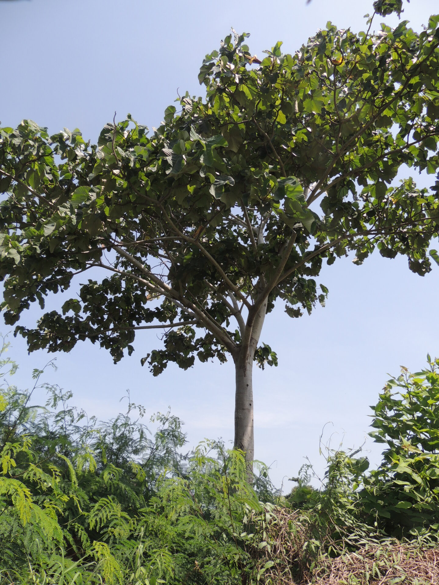 Spring Balsas Balsa – Catálogo de Biodiversidad de Cartagena