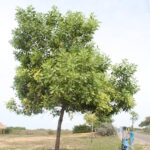 Acacia forestal