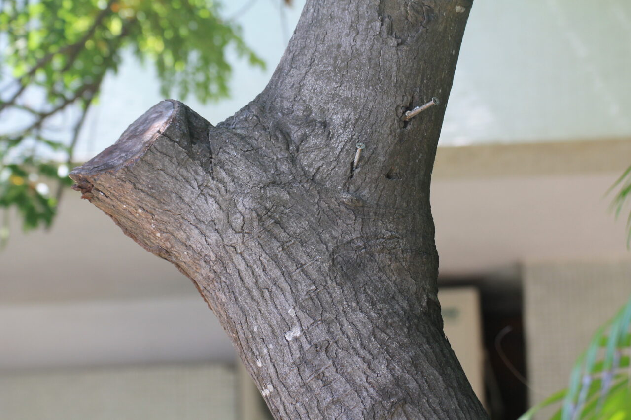 Cañandonga extranjera – Catálogo de Biodiversidad de Cartagena