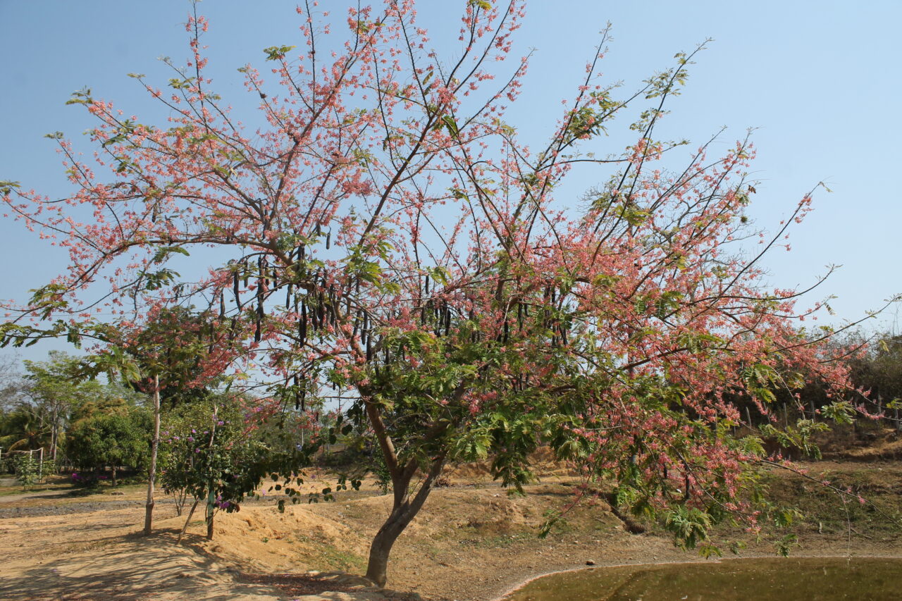 Cañandonga – Catálogo de Biodiversidad de Cartagena