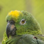 Loro cabeciamarillo