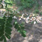 Siete cueros flor lila