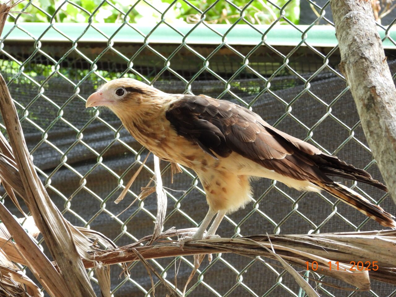 Pigua – Catálogo de Biodiversidad de Cartagena