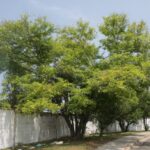 Pata de vaca hoja pequeña